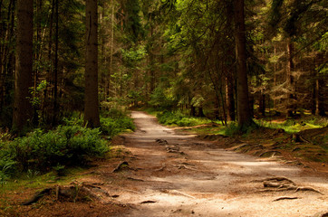 road leading through the forest