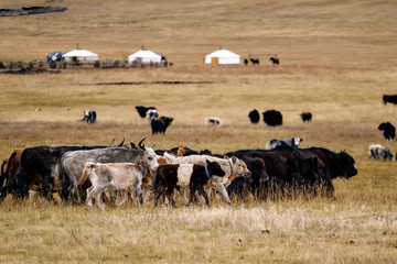 The pet in Mongolia is the yak sarlag (Bos mutus). A herd of yaks in a pasture