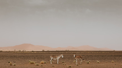 Fototapeta na wymiar Two donkeys standing in the middle of Sahara desert in Morocco.
