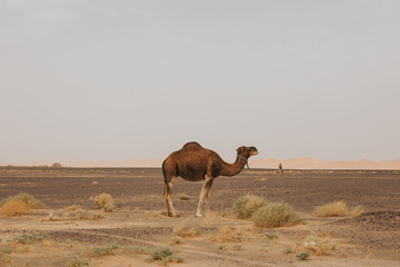 Beautiful camel dromedary standing in the middle of sahara desert.