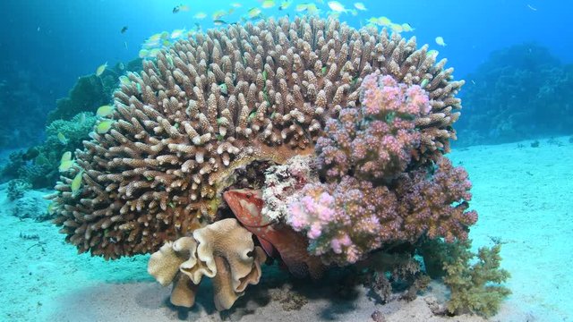 Beautiful acropora coral, with a shoal of blue green chromis (Chromis viridis) and a coral grouper (Cephalopholis miniata) hiding among its branches, Red Sea, Egypt