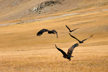 The largest eagle is Aquila chrysaetos. Flock of predatory eagle bird on the hunt
