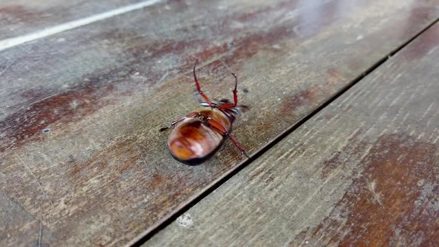 June bug insect on back waves legs and struggles to turn over, beetle macro
