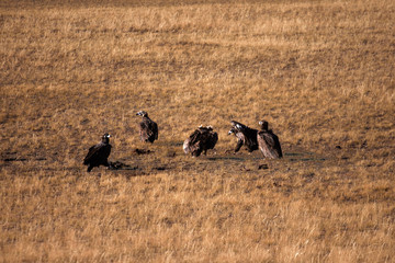 The largest eagle is Aquila chrysaetos. Flock of predatory eagle bird on the hunt