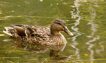 duck bathing in clear water