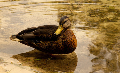 duck bathing in clear water