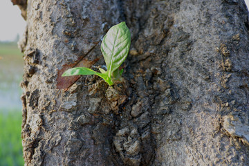 Growing on the tree