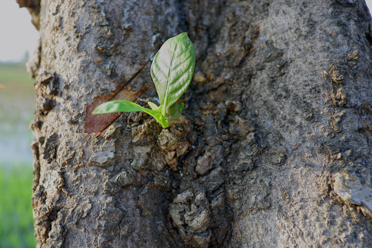 Growing on the tree