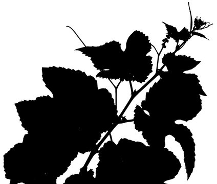 silhouette de pampre de vigne sur fond blanc 