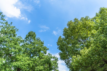 beautiful golden leaves against blue sky