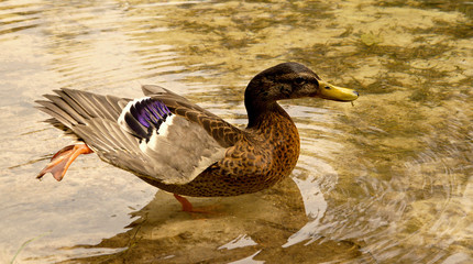 duck bathing in clear water