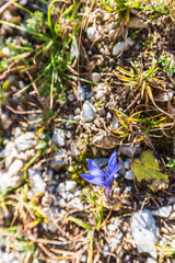 Rare and beautiful mountain flower. The Gentian