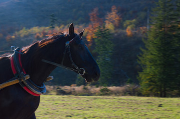 Horse 2