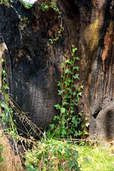 one burned trunk full of plants