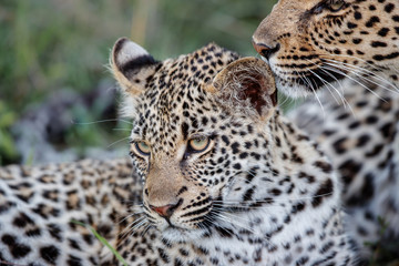 Leopard mother and cub - the female is nursing the young leopard in Sabi Sands Game Reserve in the greater Kruger region in South Africa