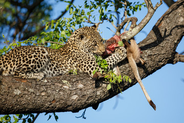 Fototapeta na wymiar Leopard cub in the tree eating from a prey in Sabi Sands Game Reserve in the greater Kruger region in South Africa
