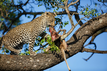 Leopard cub in the tree eating from a prey in Sabi Sands Game Reserve in the greater Kruger region in South Africa