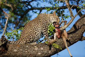 Leopard cub in the tree eating from a prey in Sabi Sands Game Reserve in the greater Kruger region...