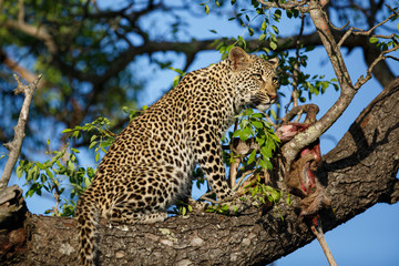 Leopard cub in the tree eating from a prey in Sabi Sands Game Reserve in the greater Kruger region in South Africa