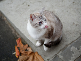 beautiful bright cat with blue eyes on the street