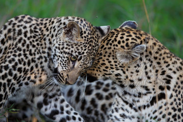 Naklejka premium Leopard mother and cub - the female is nursing the young leopard in Sabi Sands Game Reserve in the greater Kruger region in South Africa