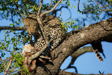 Fototapeta na wymiar Leopard cub in the tree eating from a prey in Sabi Sands Game Reserve in the greater Kruger region in South Africa