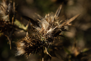 light on a plant in the forest