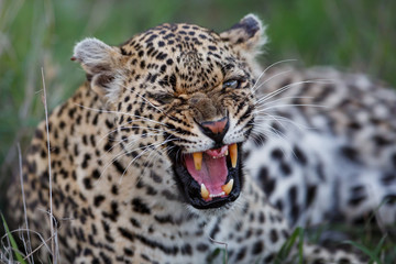 Angry female leopard in Sabi Sands game reserve in the greater Kruger region in South Africa