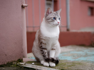 beautiful bright cat with blue eyes on the street
