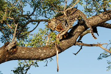 Obraz premium Leopard cub in the tree eating from a prey in Sabi Sands Game Reserve in the greater Kruger region in South Africa