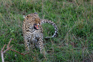Naklejka na ściany i meble Angry female leopard in Sabi Sands game reserve in the greater Kruger region in South Africa