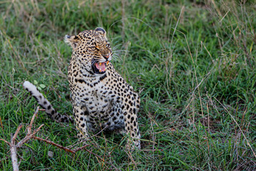 Angry female leopard in Sabi Sands game reserve in the greater Kruger region in South Africa