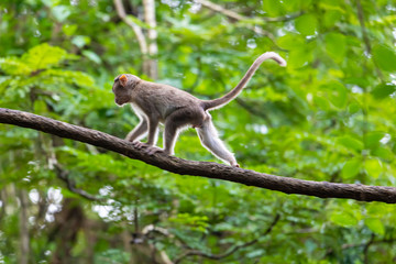 monkey sitting on tree branch in the dark tropical forest in the Sanjay Gandhi National Park Mumbai Maharashtra India.