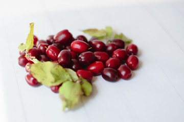 Dogwood is a red berry, useful for health and rich in vitamins. Dogwood on white background with space for text. The concept of healthy and proper nutrition.