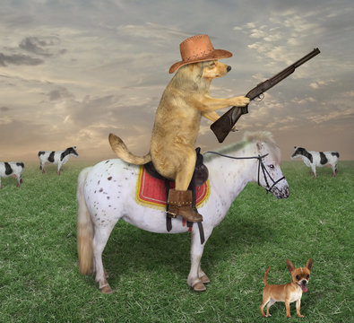 The beige dog cowboy in a brown hat and boots astride the white horse grazes a herd of cows on its ranch. He has a rifle.