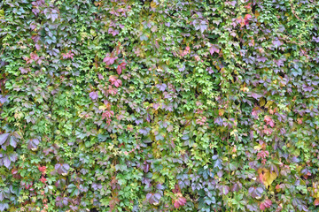 wall overgrown with climbing plant, wall texture of colorful leaves for design backgrounds and eco...