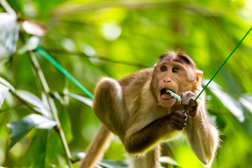 monkey sitting on tree branch in the dark tropical forest in the Sanjay Gandhi National Park Mumbai Maharashtra India.