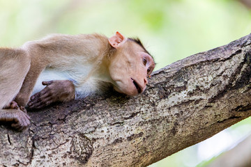 monkey sitting on tree branch in the dark tropical forest in the Sanjay Gandhi National Park Mumbai Maharashtra India.