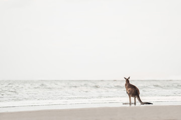 Kangaroo watches the Ocean at the Beach