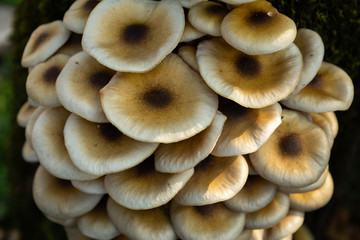 mushrooms growing in the forest