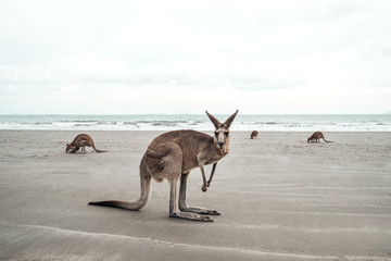 Kangaroo looks at you at the Beach