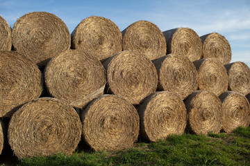  Close-up of cylindrical hay bales on farmland against a blue sky. Autumn landscape of cylindrical bales of hay in farmland in the sunset, cultivating fields.
