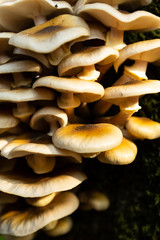 mushrooms growing in the forest