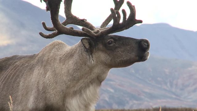 Deer graze on a background of hills