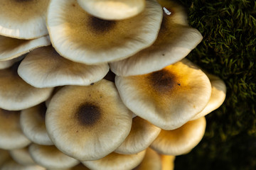 mushrooms growing in the forest