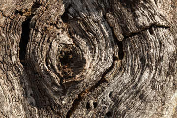 closeup of a tree trunk and its patterns