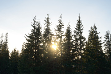 Fototapeta na wymiar Beautiful Fir Trees with Bright Sun in Morning Fog.