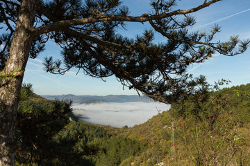 Obraz na płótnie Canvas fog in the Küre mountains of north central Turkey