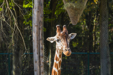 Portrait Giraffe