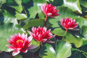 Pink water lilies in the pond